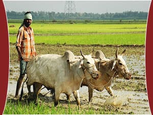 Rural Bengal 1